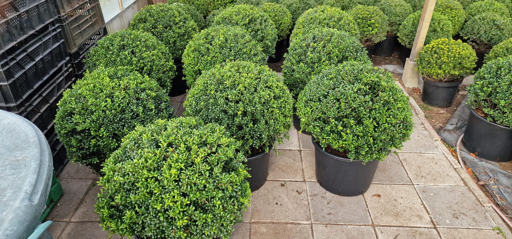 Ilex bollen, Tuin en Terras, Planten | Tuinplanten, Ophalen, Overige soorten, Halfschaduw