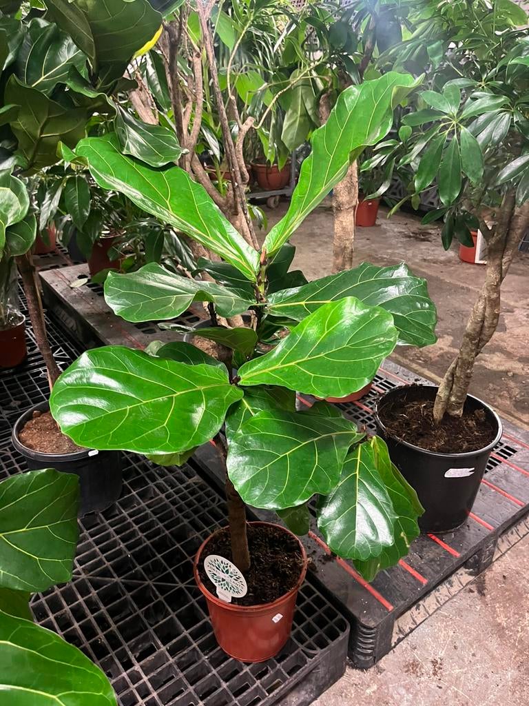Ficus lyrata – Op stam – 120cm, Ophalen, Ficus, 100 tot 150 cm, Halfschaduw