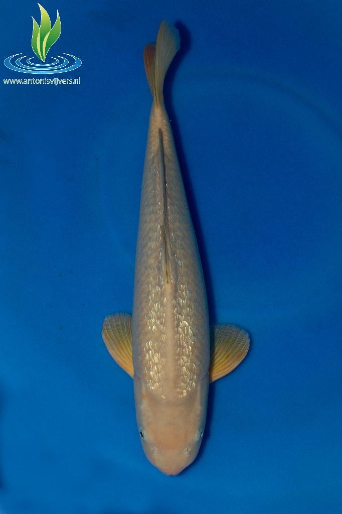 048 Ginrin Chagoi, Karper of Koi