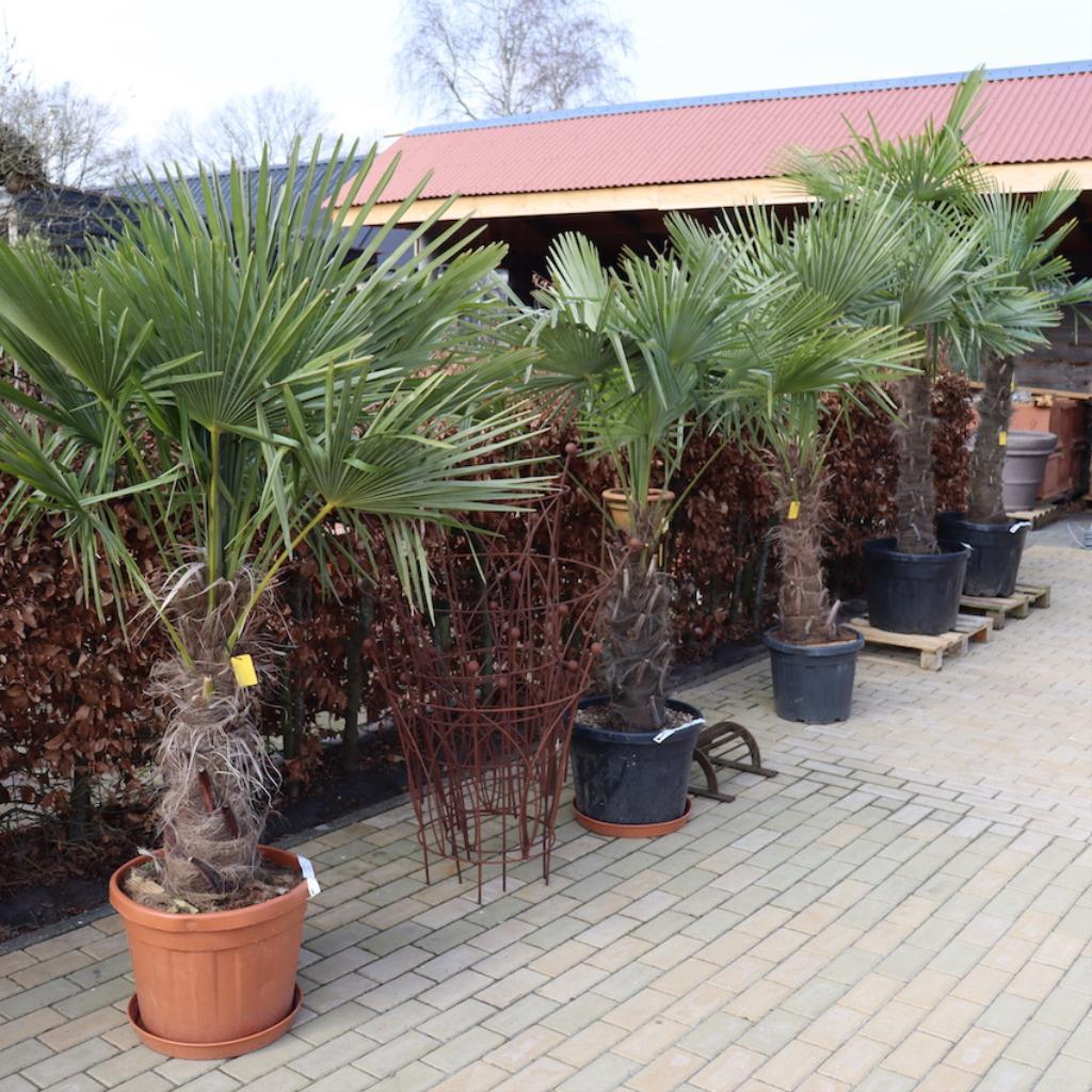 Winterharde palmbomen weer volop verkrijgbaar., Tuin en Terras, Planten | Bomen, 100 tot 250 cm, Zomer, Palmboom, Ophalen