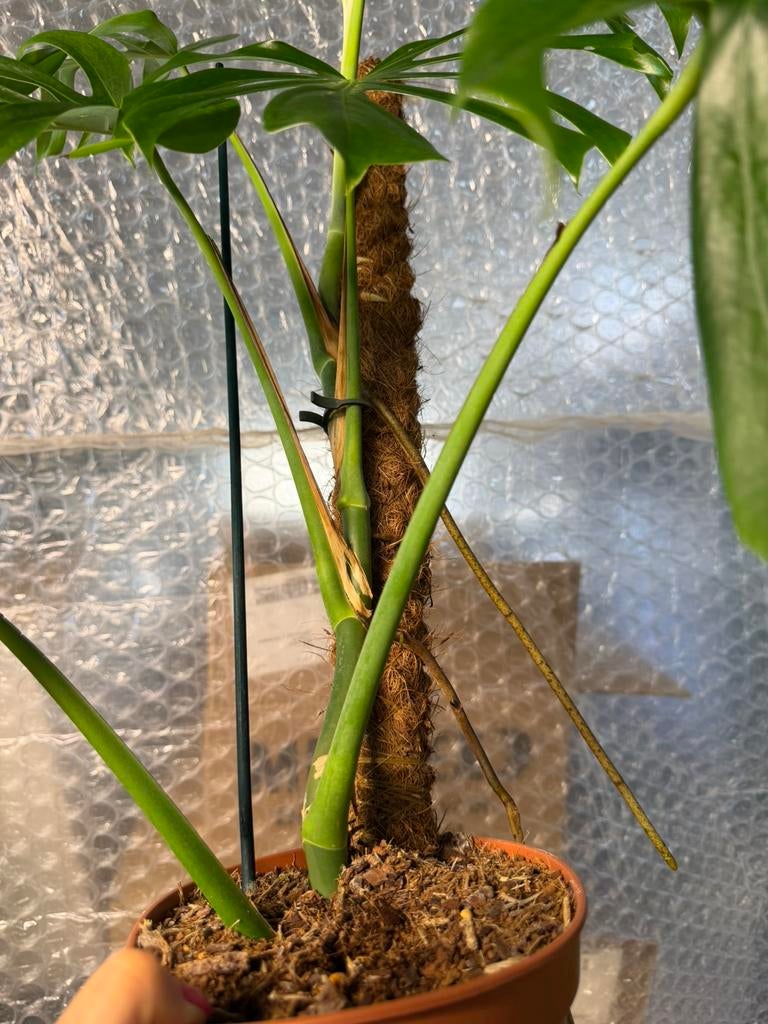 Monstera Sierrana Mexico  p15, Huis en Inrichting, Kamerplanten, Overige soorten, In pot, Minder dan 100 cm, Groene kamerplant