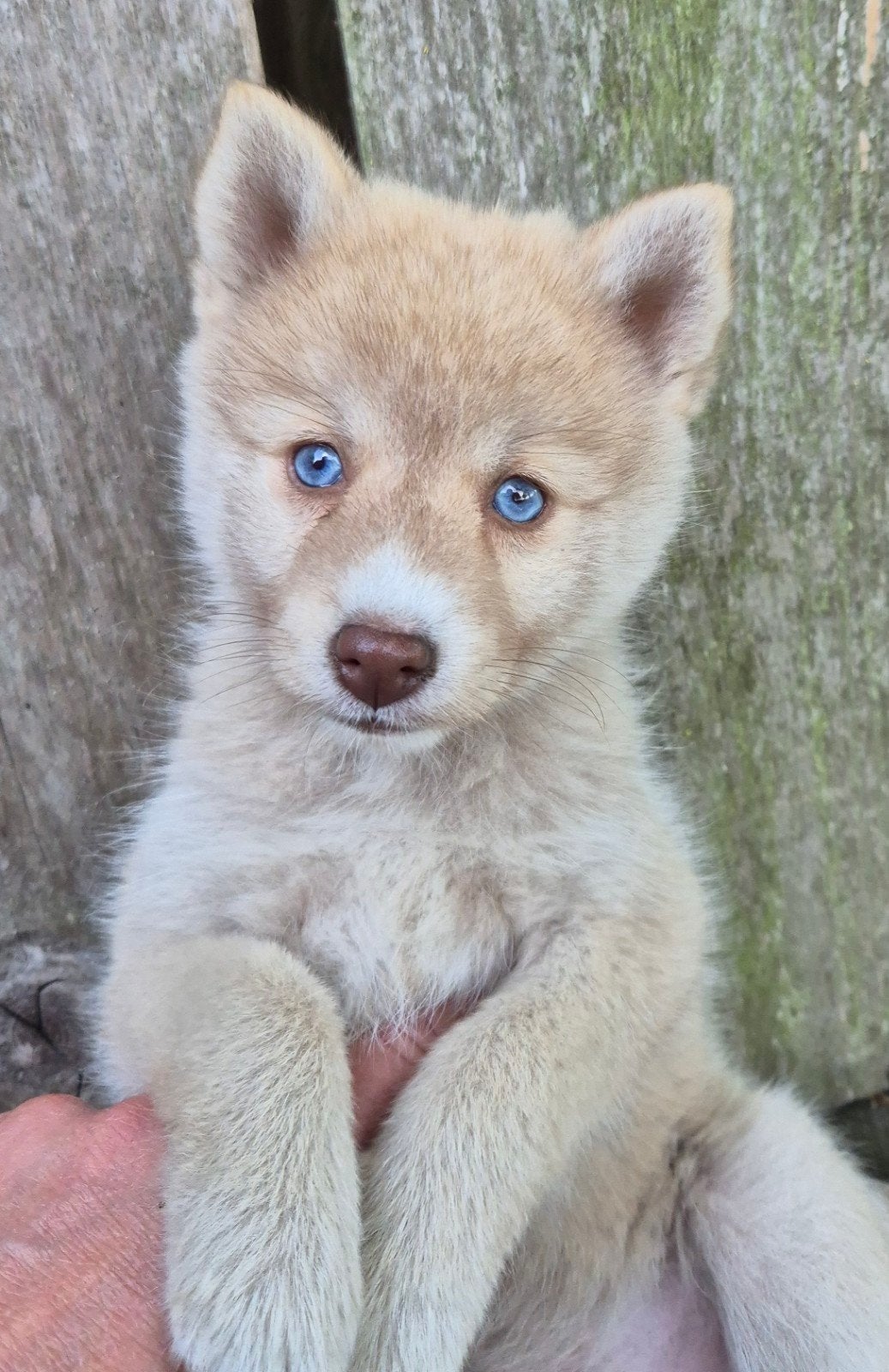 Pomsky pups (kwart shiba inu), Dieren en Toebehoren, Nederland, 8 tot 15 weken, Poolhond, CDV (hondenziekte)