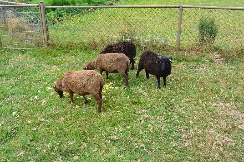 ouessant schaapjes, Meerdere dieren, Schaap, 0 tot 2 jaar