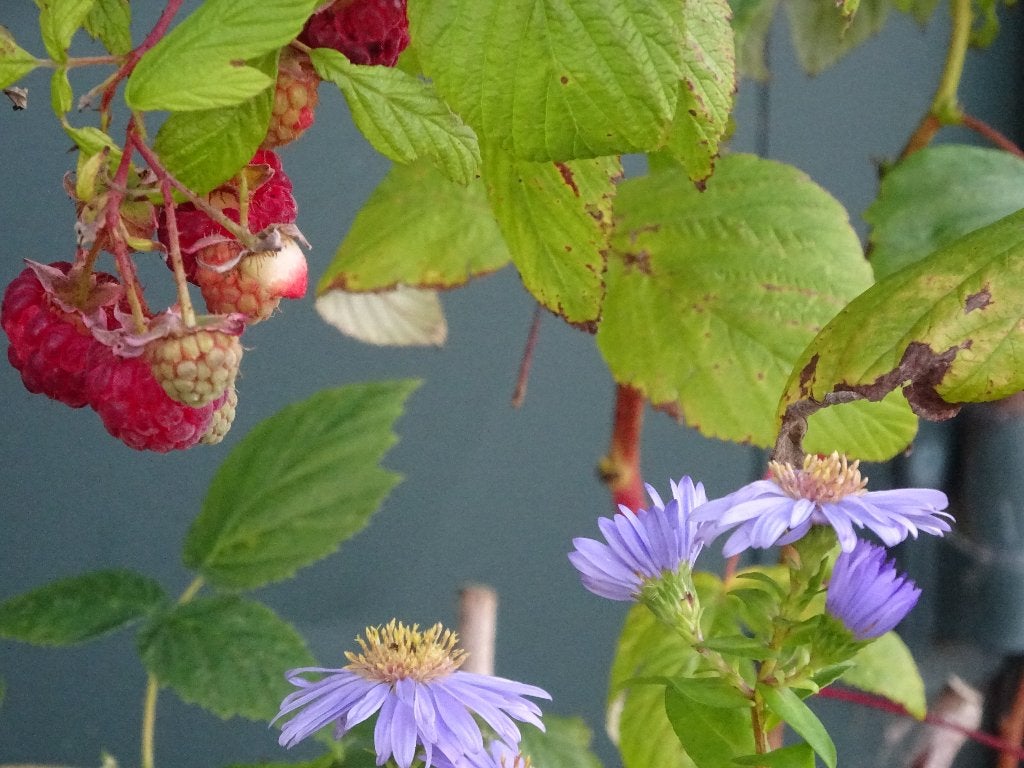 biologische planten / boompjes, Bloeit niet, Overige soorten, Minder dan 100 cm, Ophalen