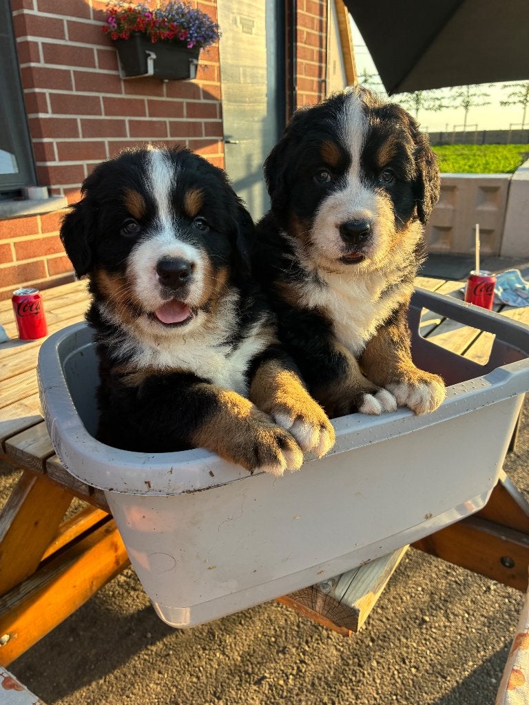 Lieve Berner Sennen pups te koop, België, Particulier, Overige rassen, 8 tot 15 weken