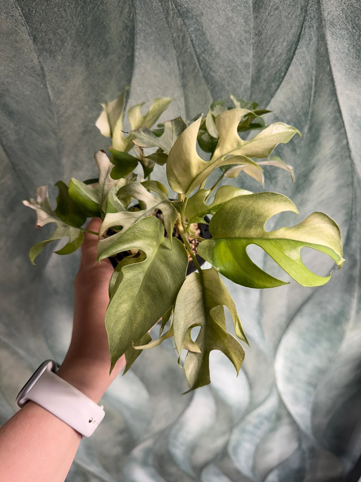 3x Rhaphidophora tetrasperma variegata, Ophalen of Verzenden, Halfschaduw, Minder dan 100 cm