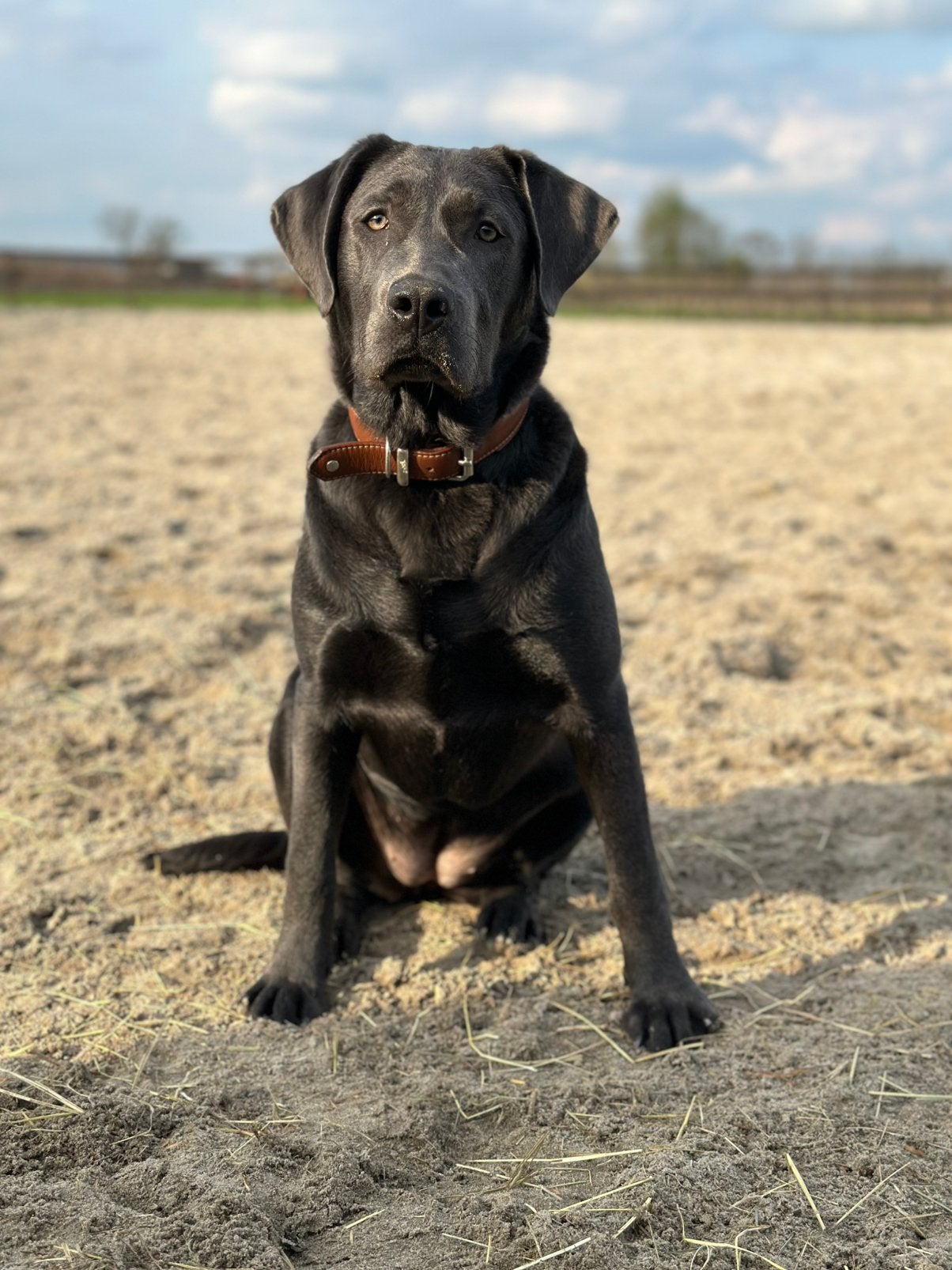 GEZOCHT: Labrador dekreu Charcoal kleur, Teef, Labrador retriever, Eén hond, 3 tot 5 jaar