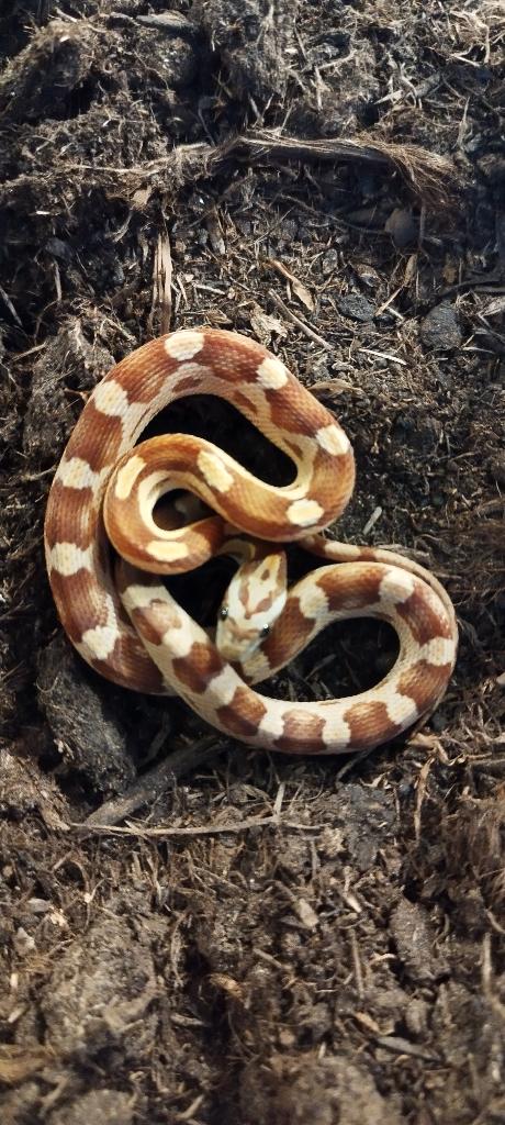 Pantherophis guttatus caramel motley (vrouw nk 2025) Rat Snake - female for sale from Niels v. d. H.