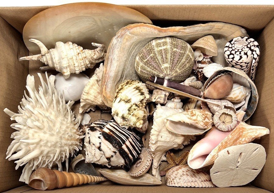 1053. Verzameling schelpen en boek - diverse specimens