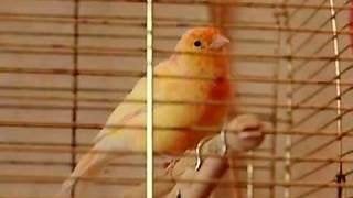 kanarie, Dieren en Toebehoren, Mannelijk, Kleurkanarie