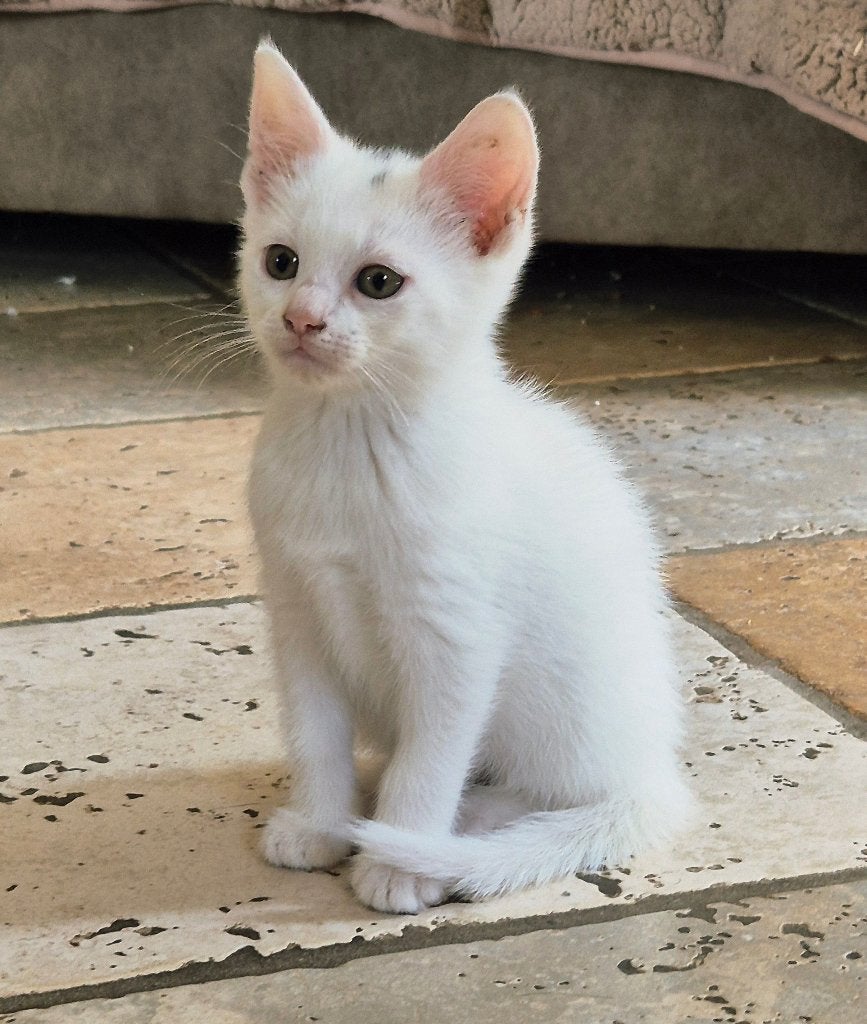 Lieve aanhankelijke kitten binnen geboren in ons huis ., Meerdere dieren, Ontwormd, 0 tot 2 jaar