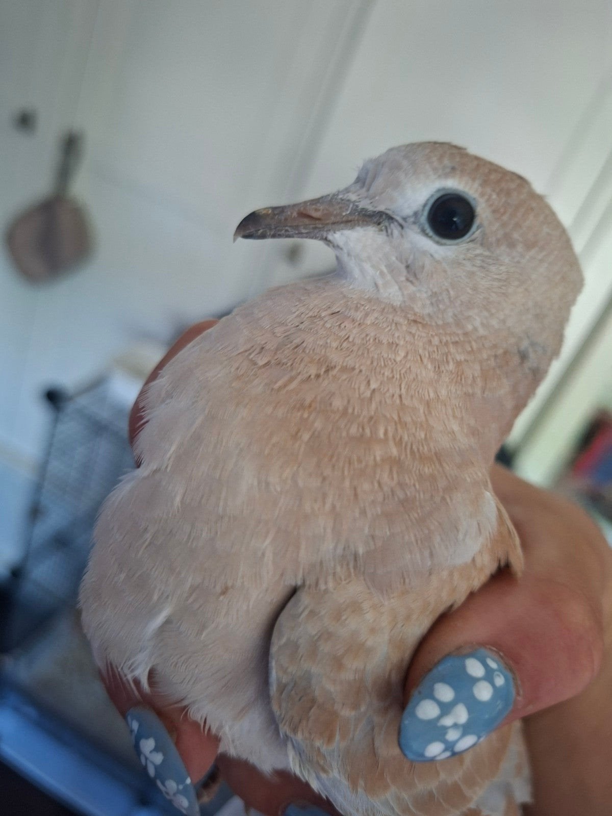 Lachduif bruin, Mannelijk, Parkiet
