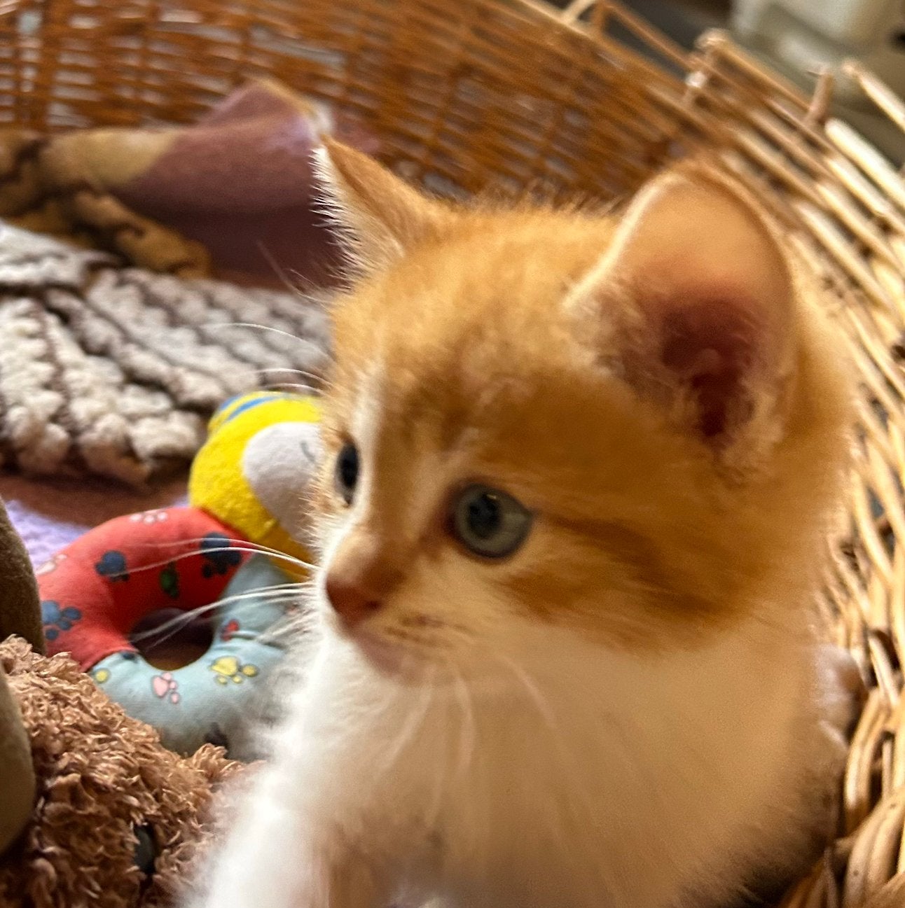 Lieve boederij kittens te koop, Dieren en Toebehoren, Kater, Kortharig, 0 tot 2 jaar