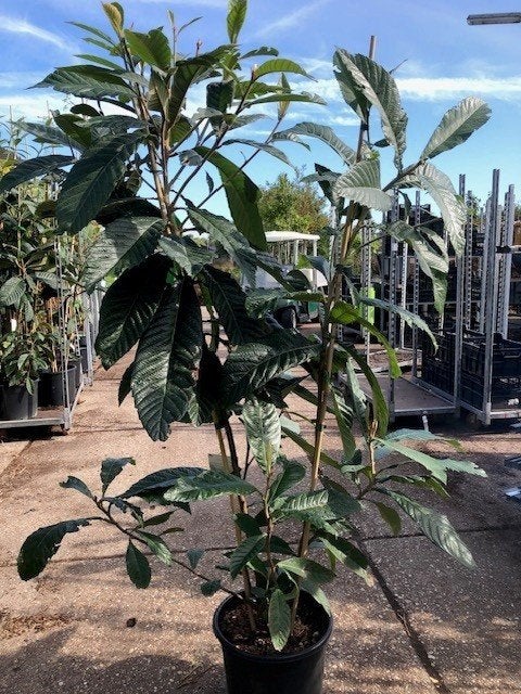 Japanse Wolmispel, Eriobotrya japonica, hoogte 180 cm, Tuin en Terras, Ophalen of Verzenden, Overige soorten, Struik, 100 tot 250 cm