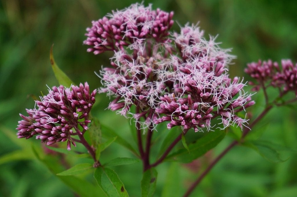 Vaste plant: Leverkruid 7 euro, Volle zon, Vaste plant, Zomer, Ophalen