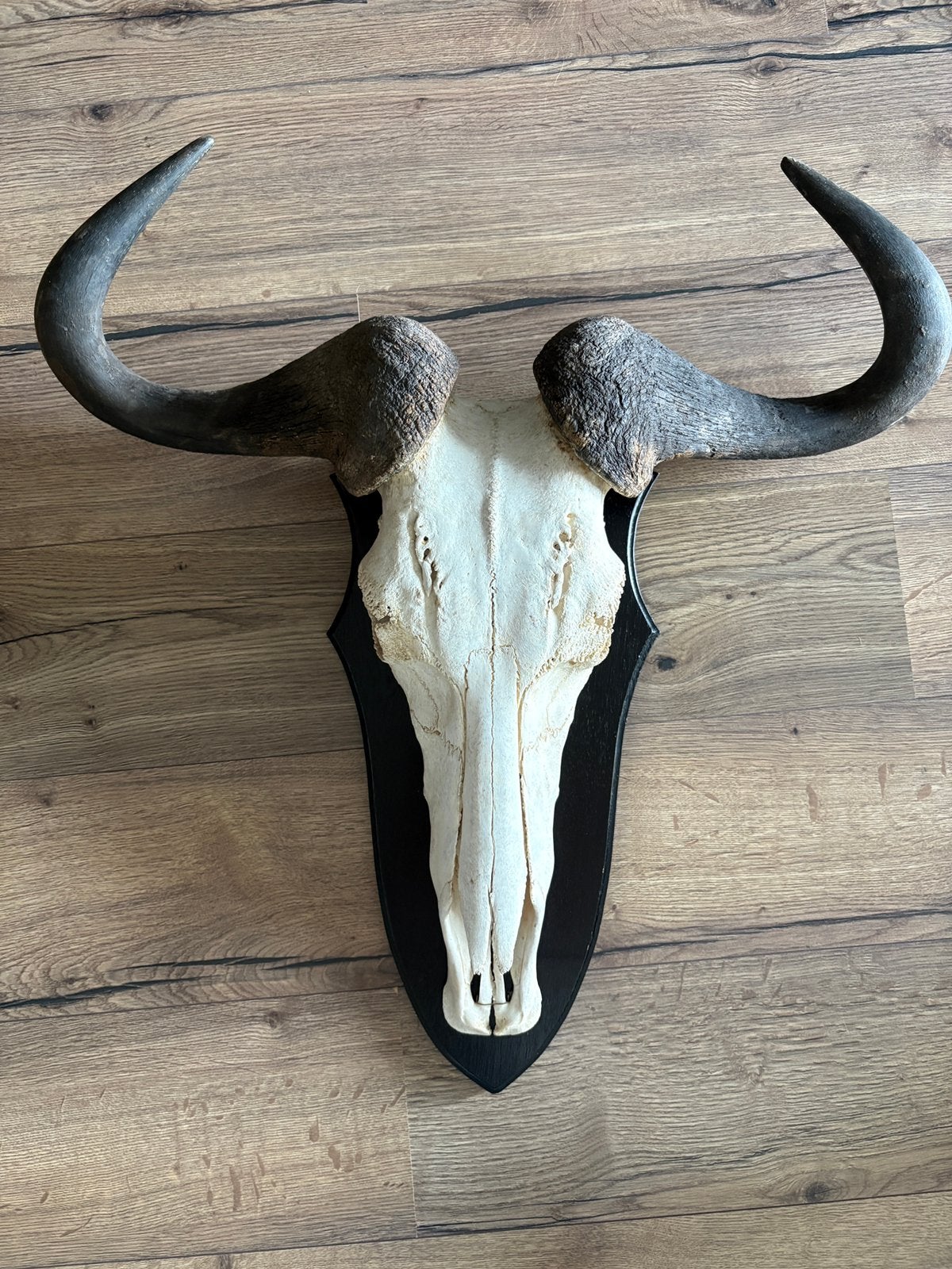 Gnoe schedel (wildebeest) met ophangsysteem, Verzamelen, Dierenverzamelingen, Ophalen, Zo goed als nieuw, Schedel