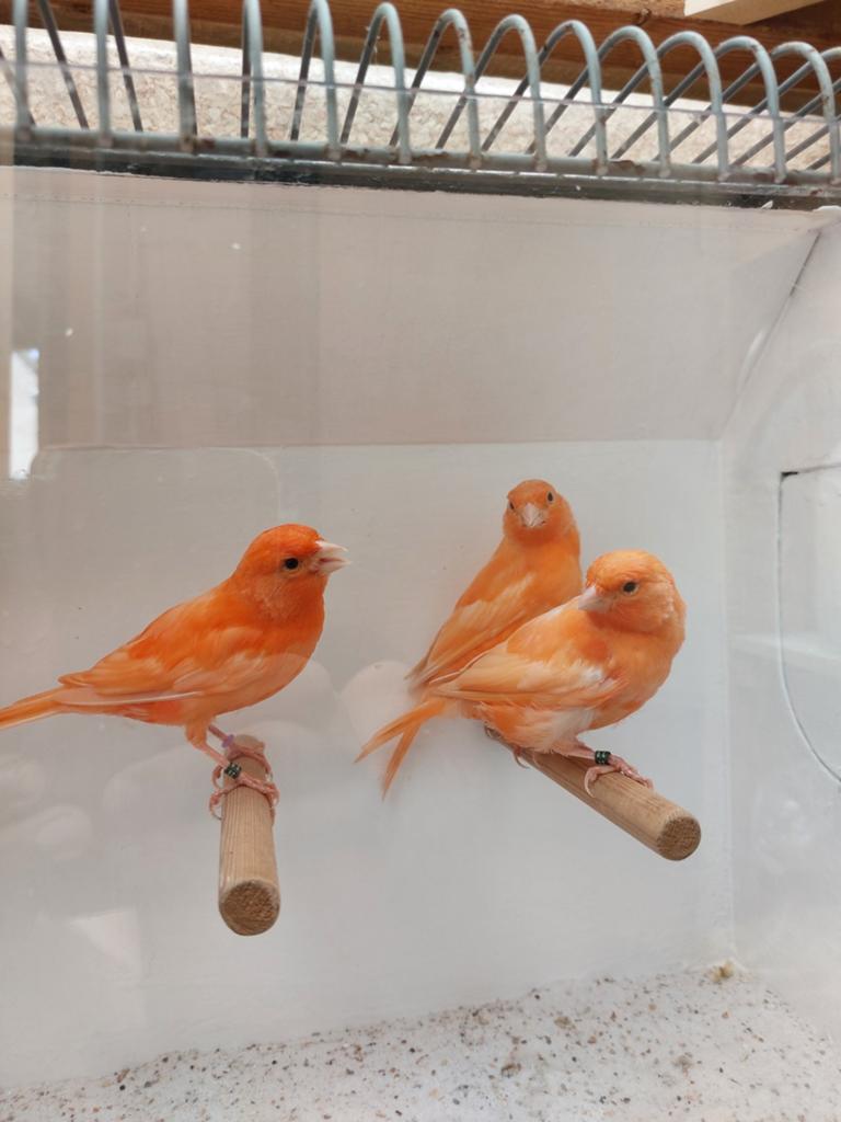 Rode kanarie man, Dieren en Toebehoren, Vogels | Kanaries, Mannelijk, Kleurkanarie