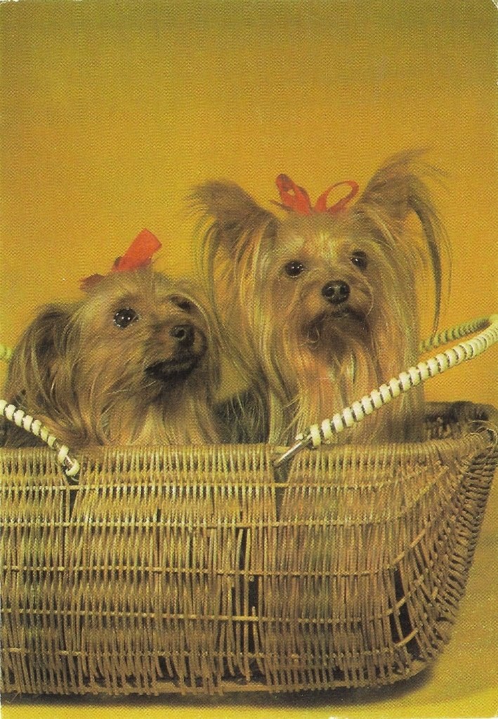 Ansichtkaart  	Hond, Verzamelen, Verzenden, 1940 tot 1960, Ongelopen, Hond of Kat