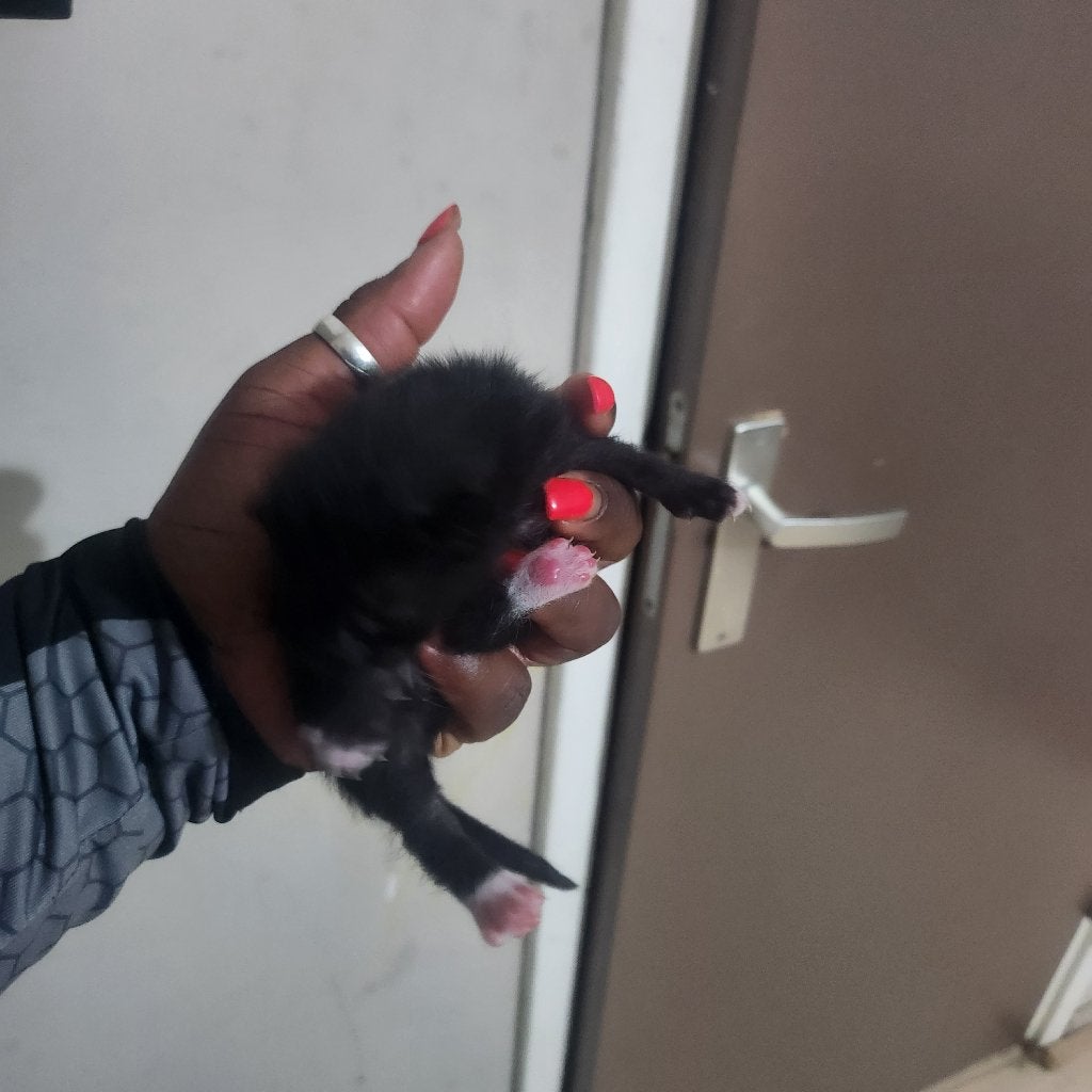 Kittens te koop, Meerdere dieren, Kortharig, 0 tot 2 jaar