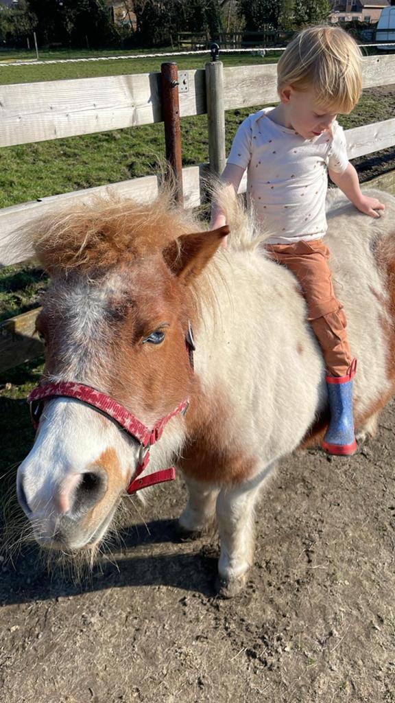 Vakantie hulp voor bij de paarden in Beverwijk, Ophalen of Verzenden
