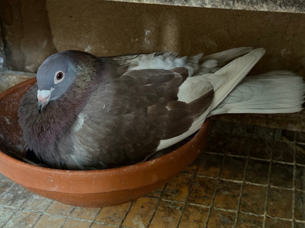 postduiven, kleurpostduiven, Meerdere dieren, Postduif