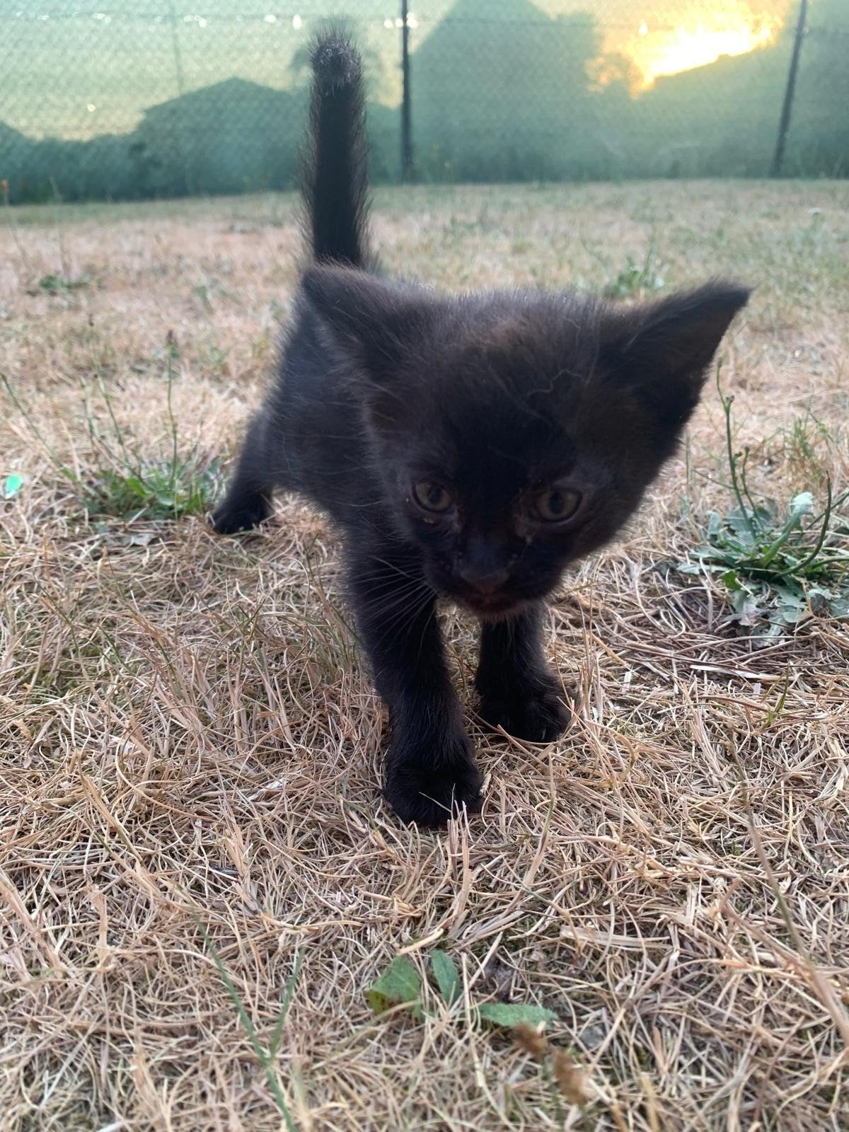2 Kittens, Dieren en Toebehoren, Katten en Kittens | Overige Katten, Kater, 0 tot 2 jaar