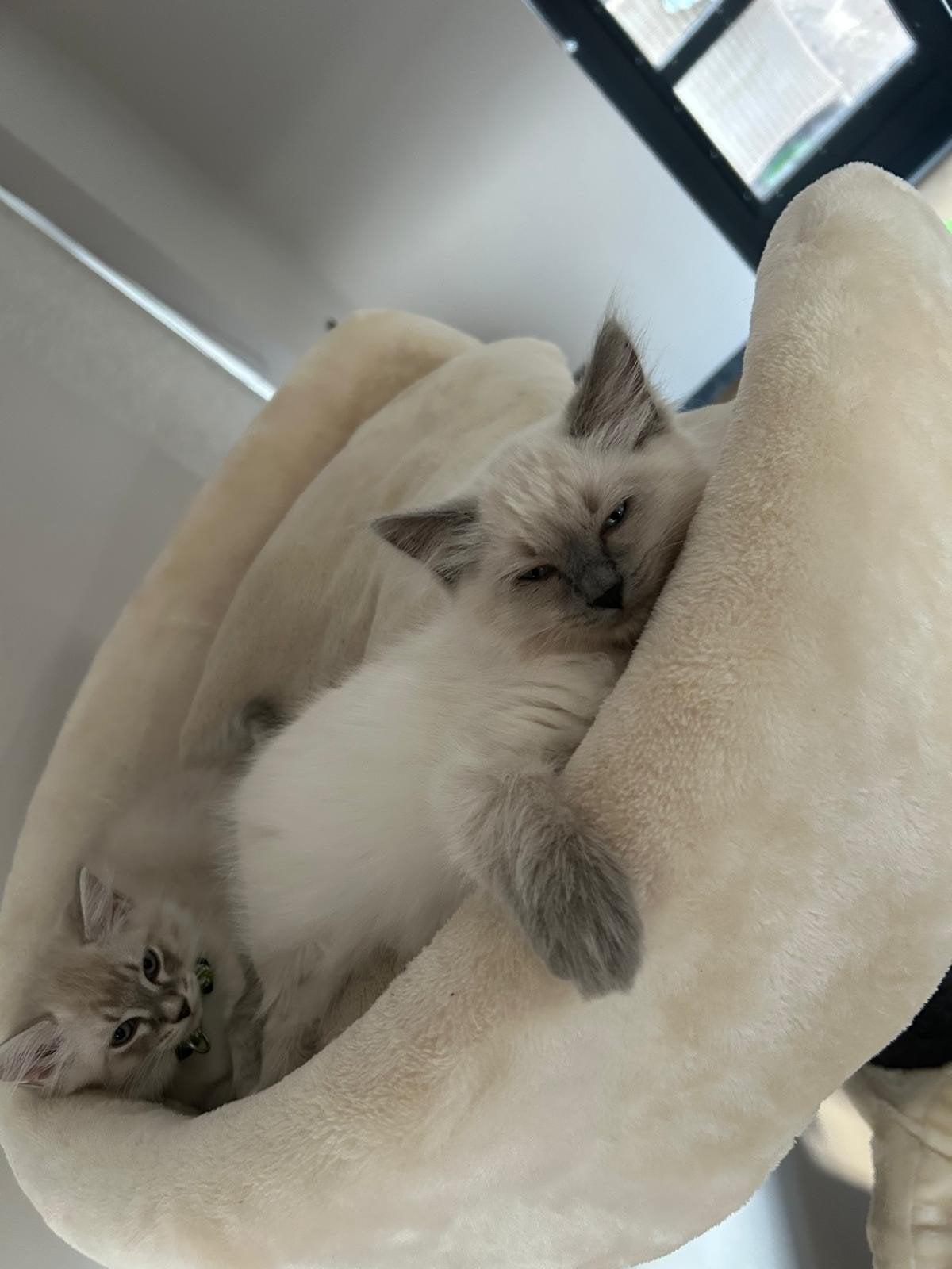 Ragdols Kittens, Meerdere dieren, Gechipt, 0 tot 2 jaar
