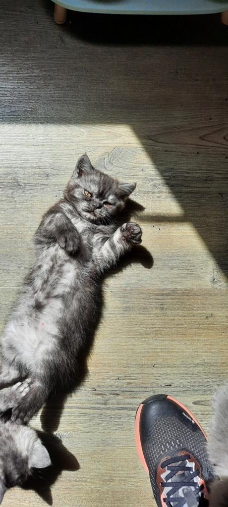 Prachtige britse korthaar kittens!!, Meerdere dieren, Ontwormd
