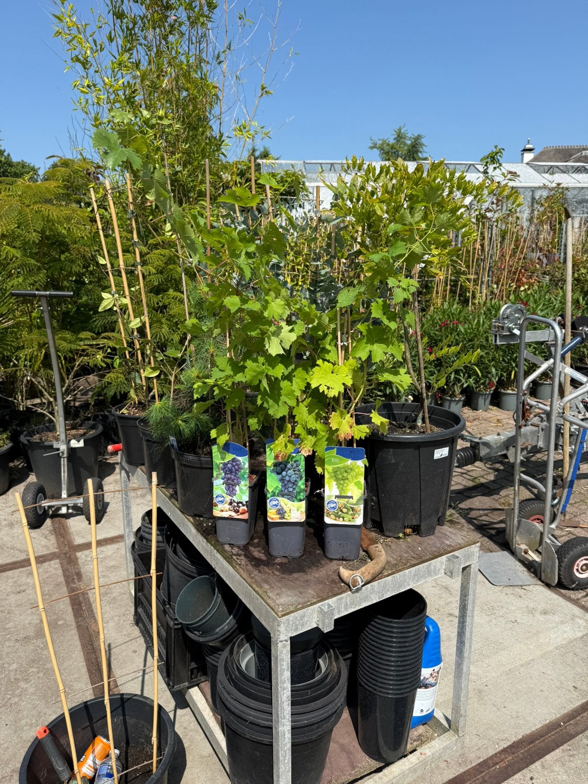 Mooie holandse druiven planten mooie hoogte 9.95 pst geent, Ophalen, Volle zon, Vaste plant, Zomer