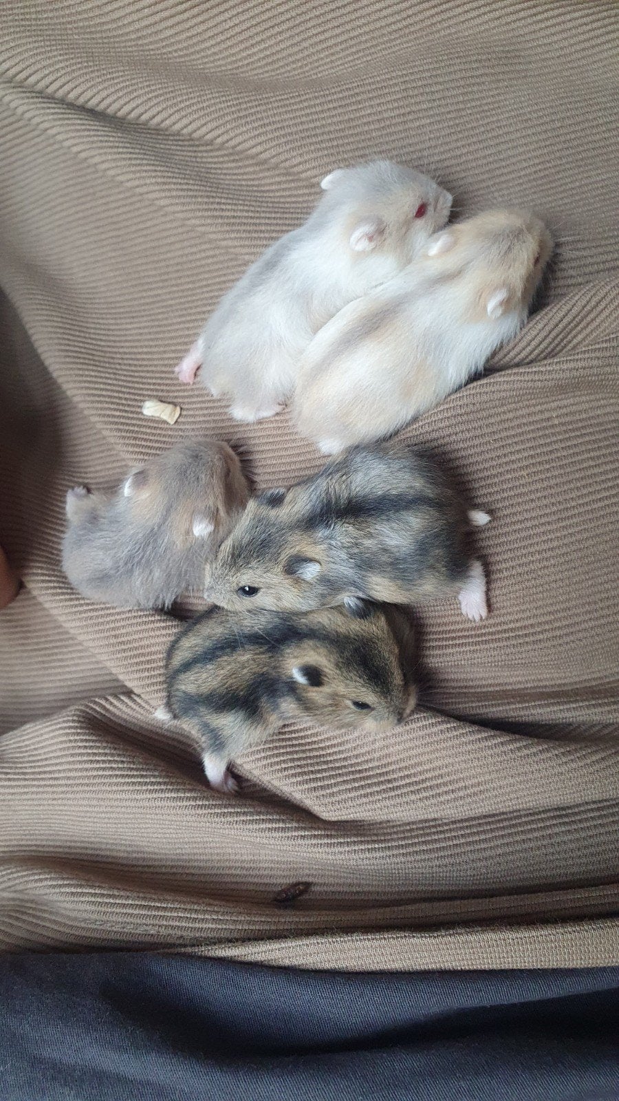 Dwerghamsters  prijs per stuk, April, Mannelijk, Hamster