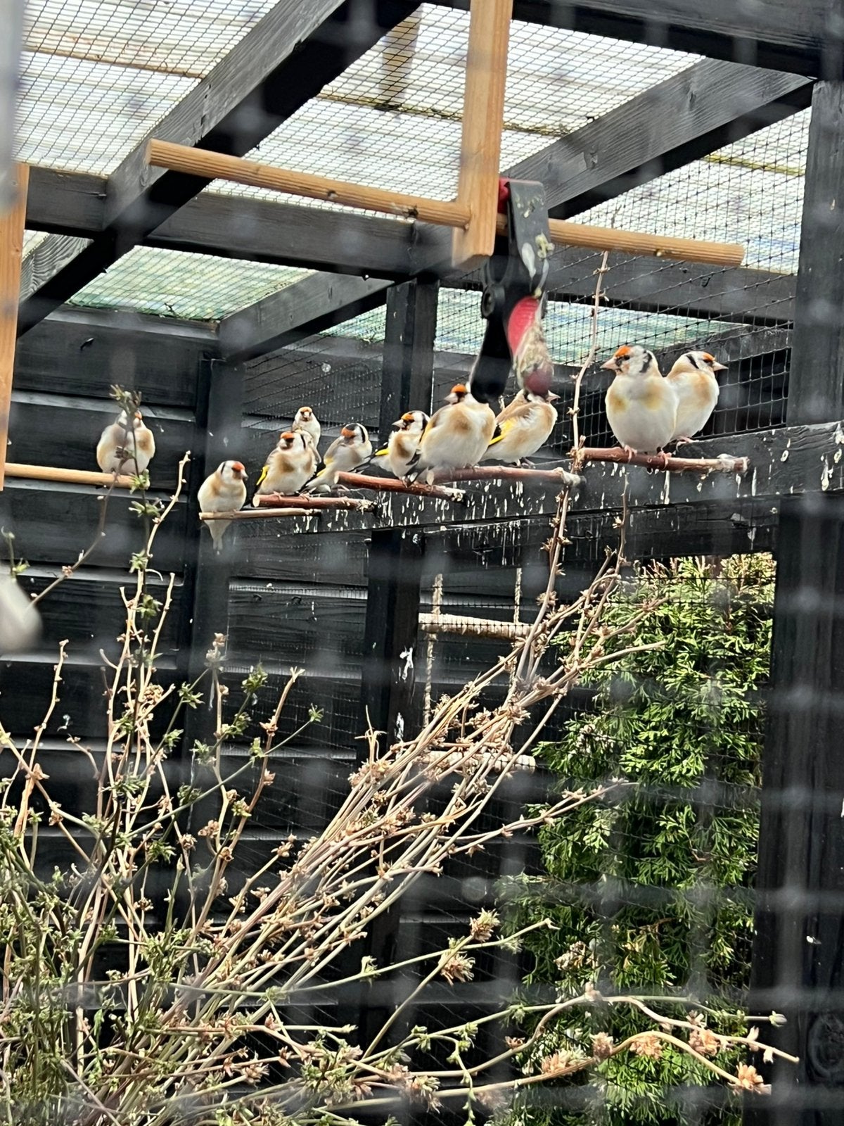 majoor putters, Dieren en Toebehoren, Vrouwelijk, Wildzangvogel
