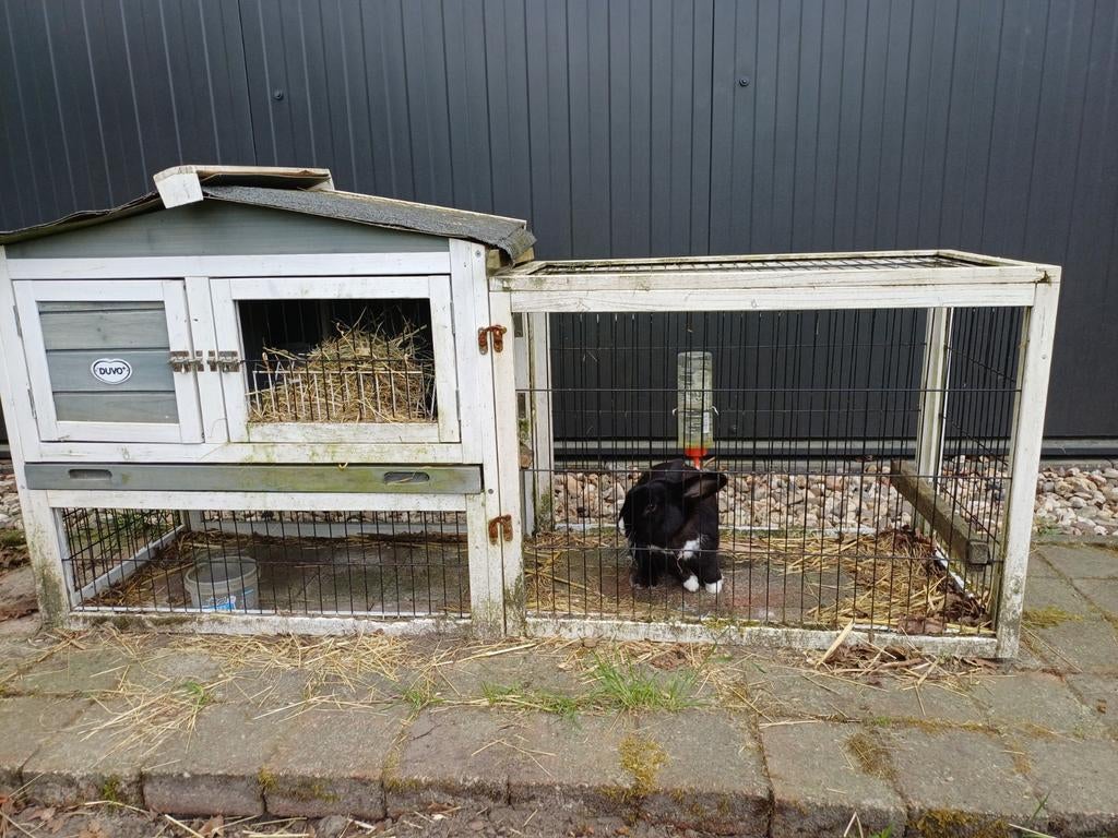 Konijn + konijnenhok