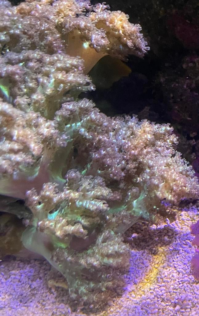 Kenya Tree (Capnella) – Frag – Mini Reef Lab, Dieren en Toebehoren, Vissen | Aquariumvissen, Zoutwatervis, Vis