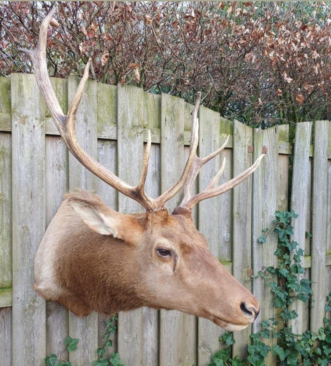 Canadese Wapiti (edelhert), Ophalen, Zo goed als nieuw, Wild dier, Gewei of Kop