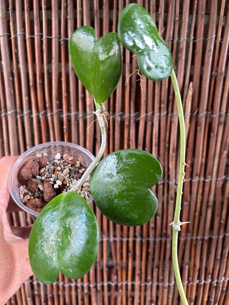 Hoya Kerrii🪴, Overige soorten, Minder dan 100 cm, Bloeiende kamerplant, Halfschaduw