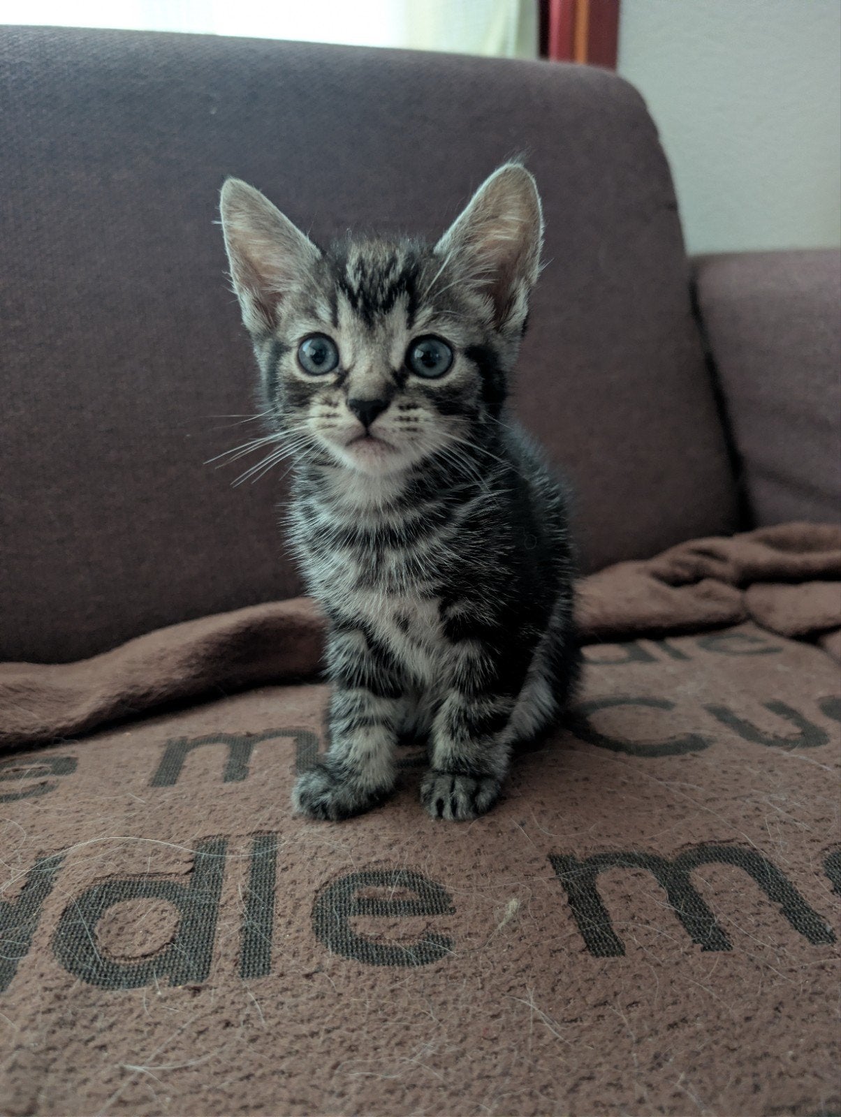 Lieve speelse kittens mogen het nest verlaten, Meerdere dieren