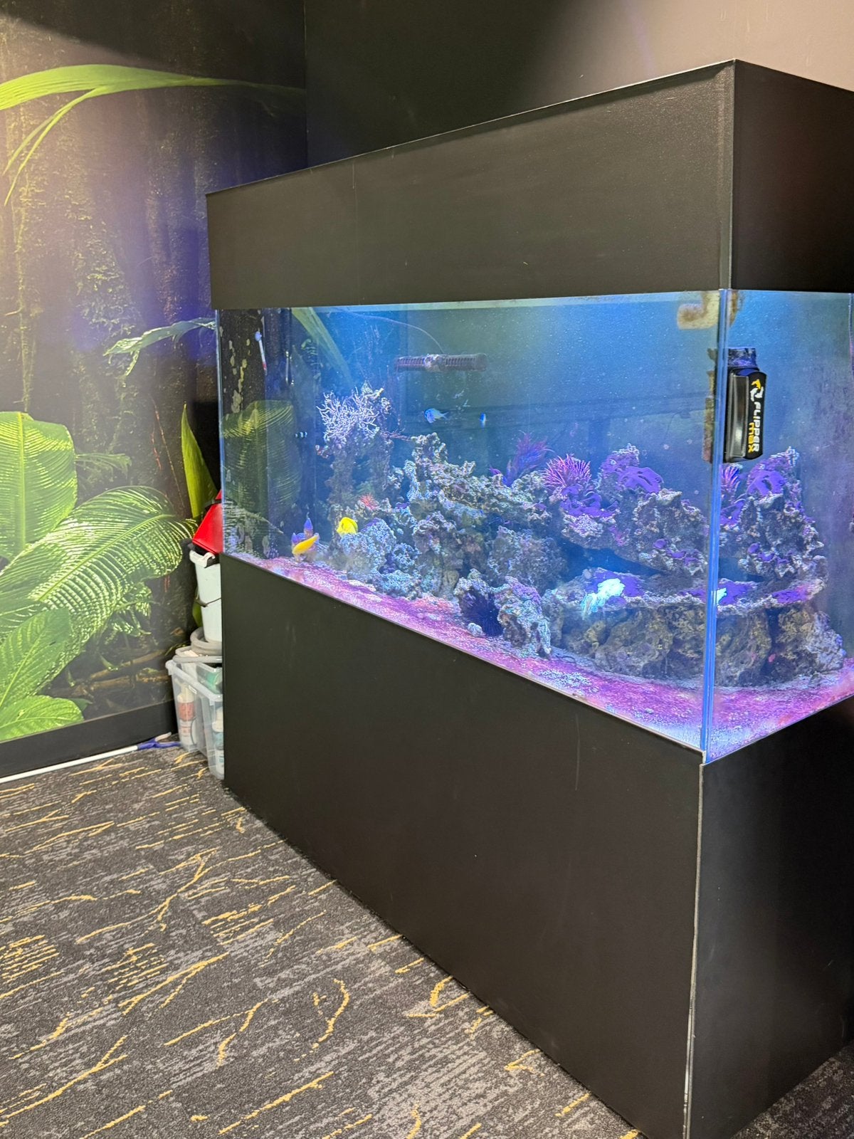 Compleet zoutwateraquarium, Dieren en Toebehoren, Ophalen, Zo goed als nieuw, Gevuld zeewateraquarium