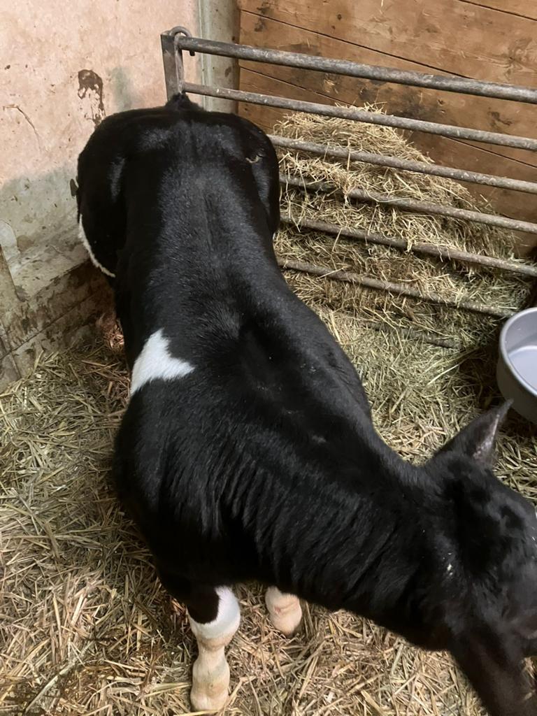 Dikbil stier kalf, Dieren en Toebehoren, Runderen, Mannelijk