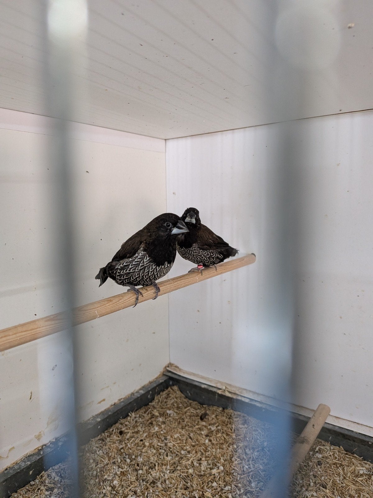 zwartbruine Japanse meeuwen, Dieren en Toebehoren, Meerdere dieren