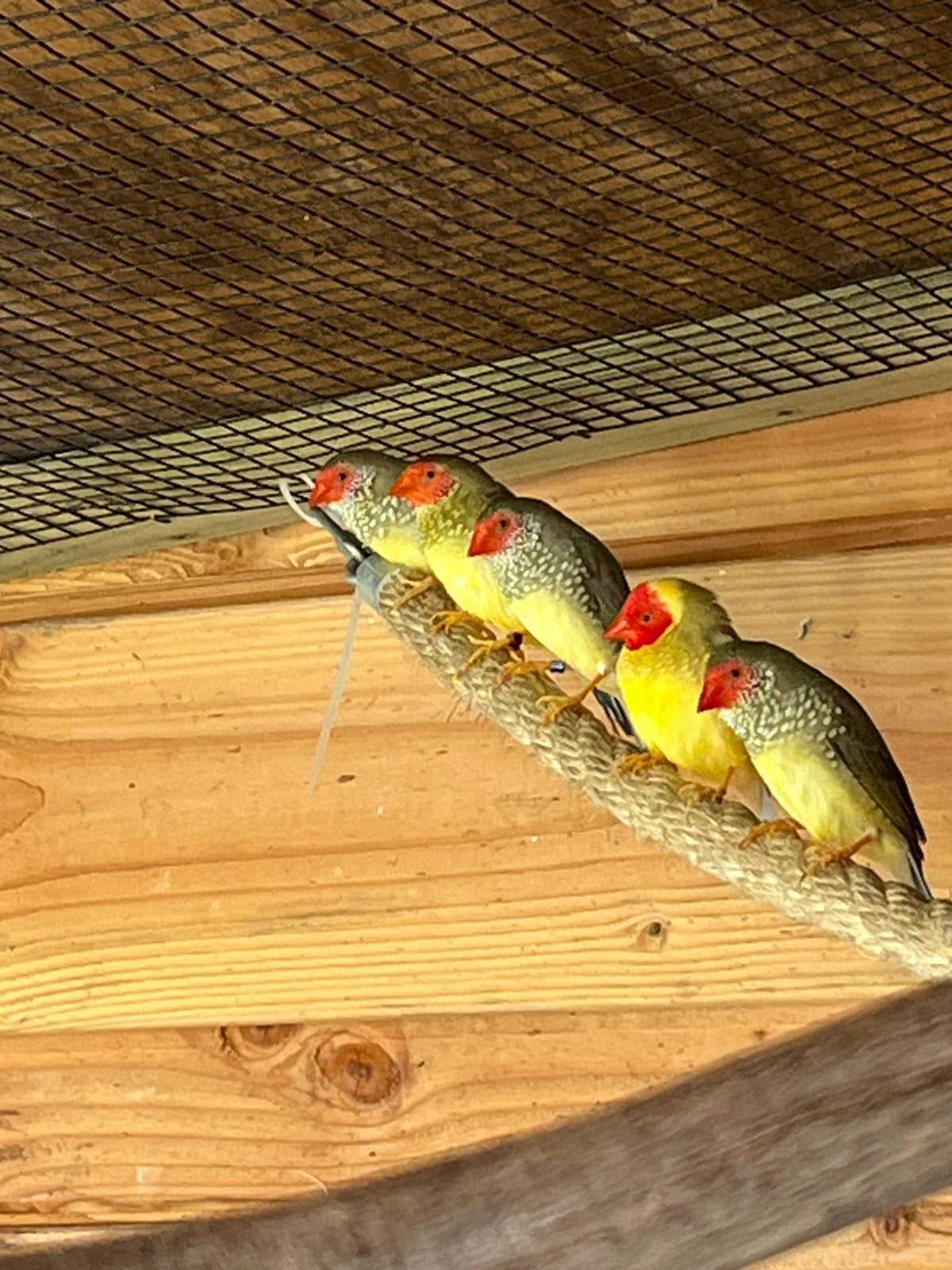 Binsenastrilde koppel en losse vogels, Meerdere dieren, Tropenvogel, Geringd