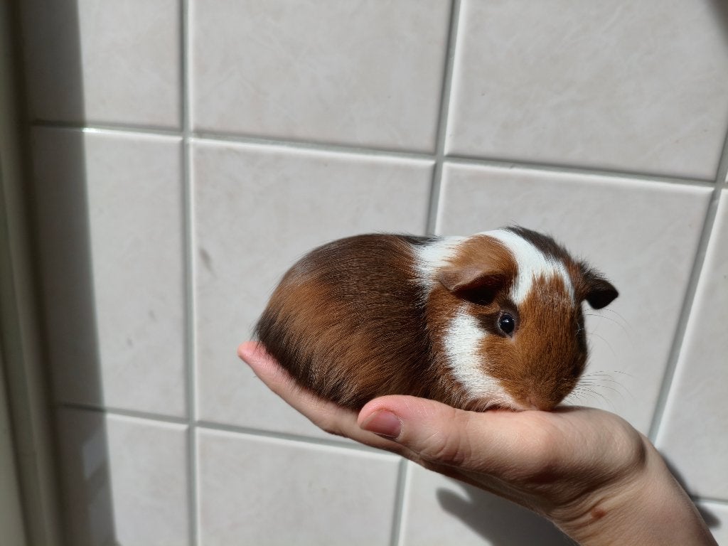 Baby Cavia's, Dieren en Toebehoren, Cavia, Juli, Meerdere dieren, Tam