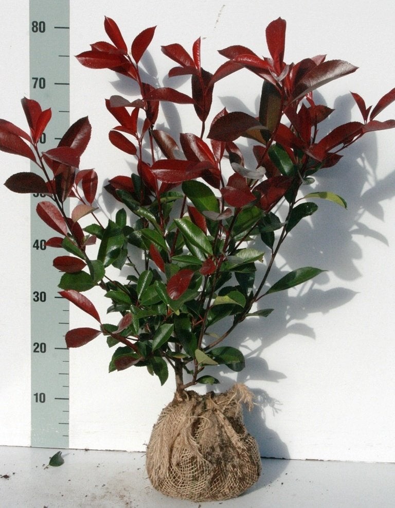 Glansmispel Photinia, Ophalen of Verzenden, Overige soorten, Struik, Minder dan 100 cm
