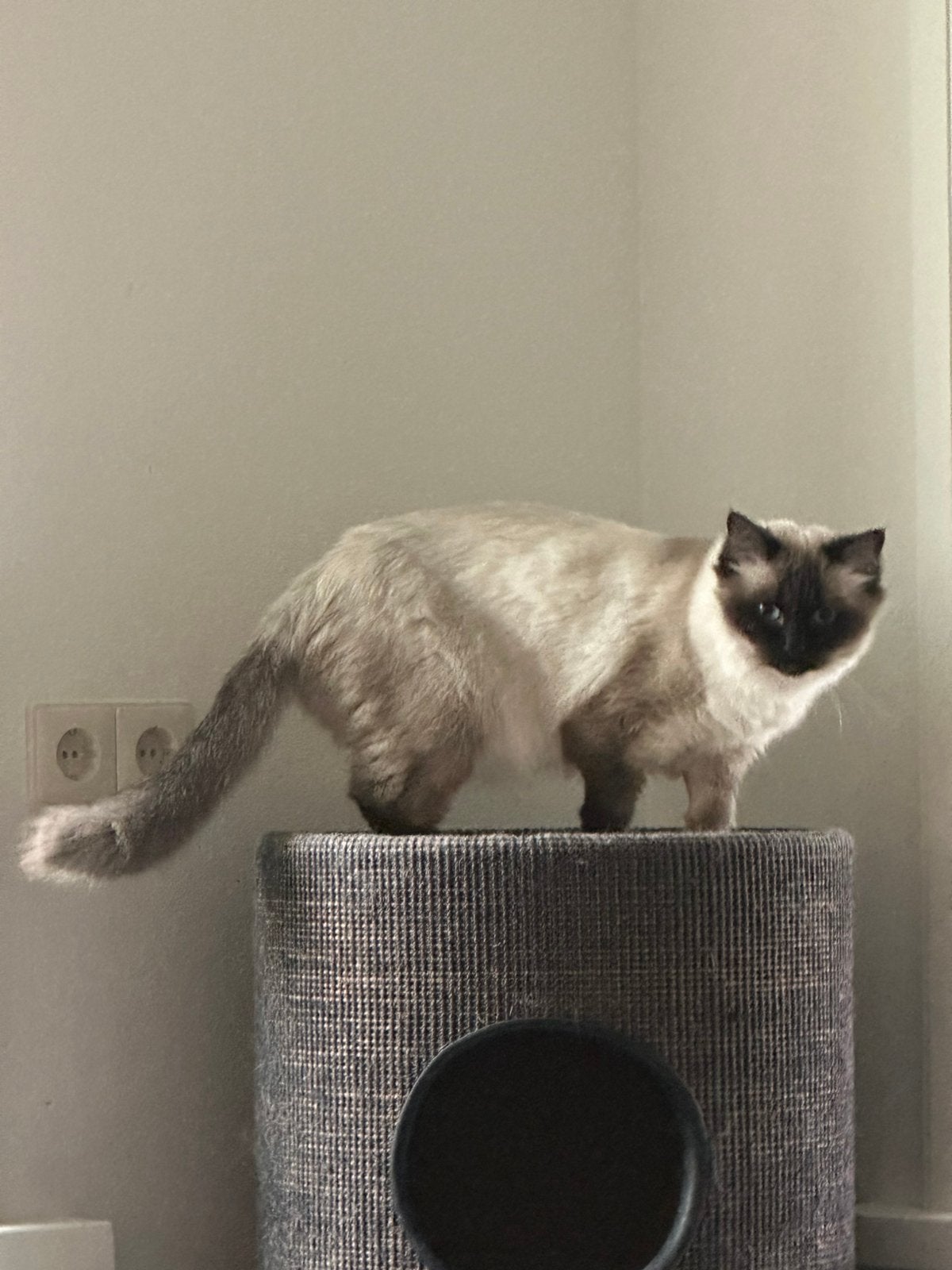Hele Lieve Ragdoll poes met stamboom mag fokken