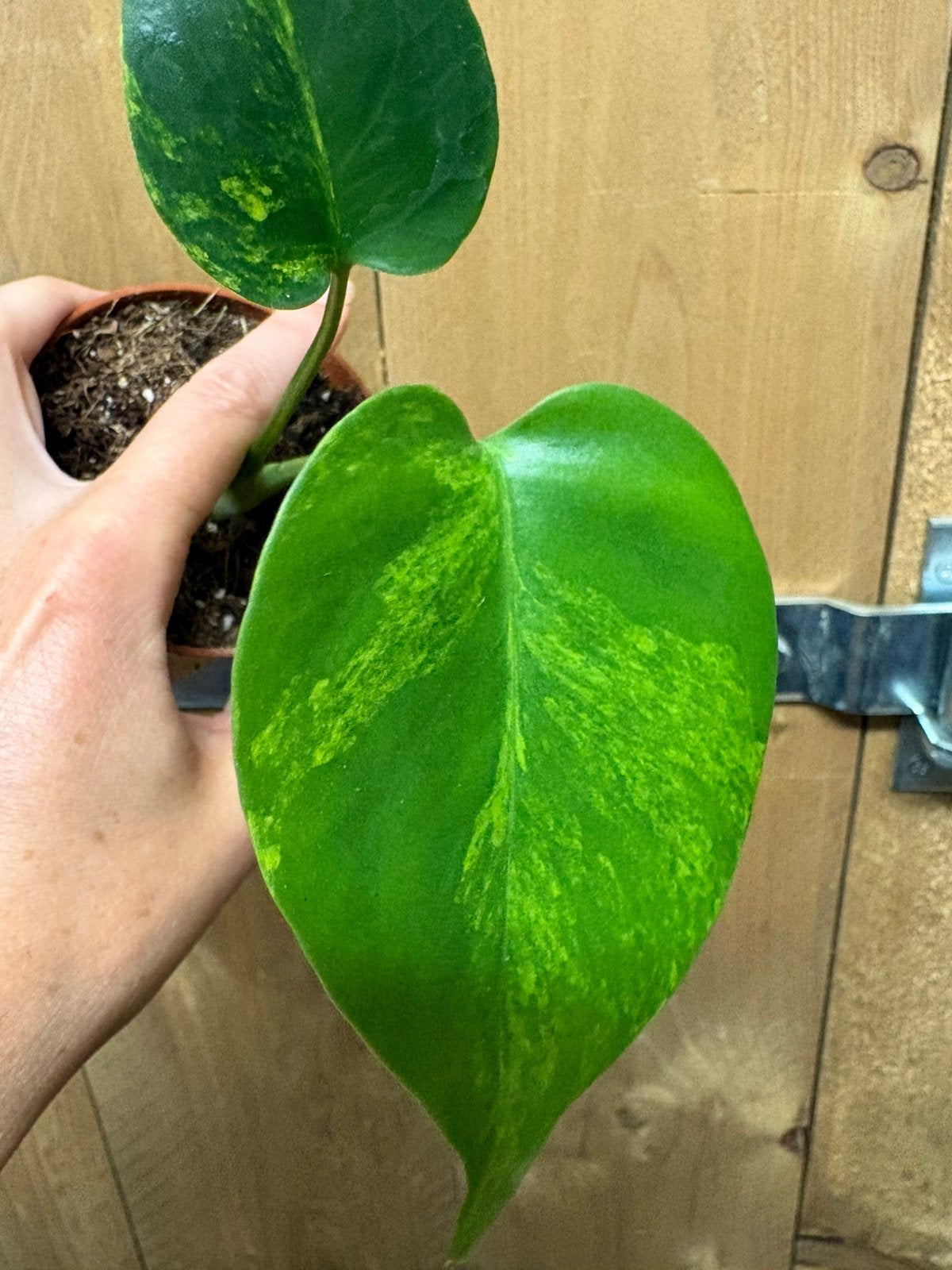 Monstera deliciosa variegata plant mint lemon aurea large, Ophalen of Verzenden, Halfschaduw, Minder dan 100 cm