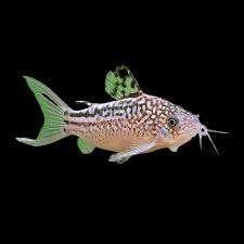 Corydora Nannus - Pantsermeerval - Koidream Valburg, Dieren en Toebehoren, Vis, Zoetwatervis