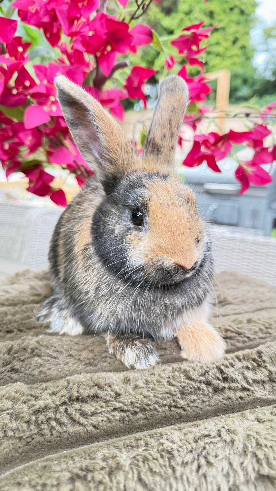 Deze lieverd, ram, half satijn mag verhuizen, Dieren en Toebehoren, Konijnen, Mannelijk