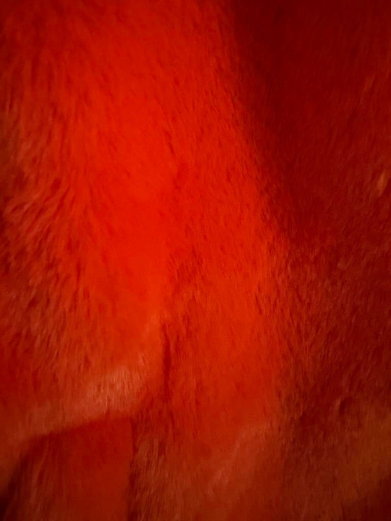Saison Nandi Paris bodywarmer oranje, Ophalen of Verzenden, Nieuw, Maat 38/40 (M), Oranje