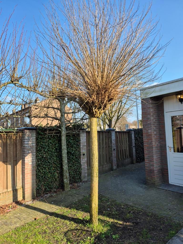Bolacacia te koop - Prachtige bolboom voor uw tuin, 250 tot 400 cm, Zomer, Ophalen, Volle zon