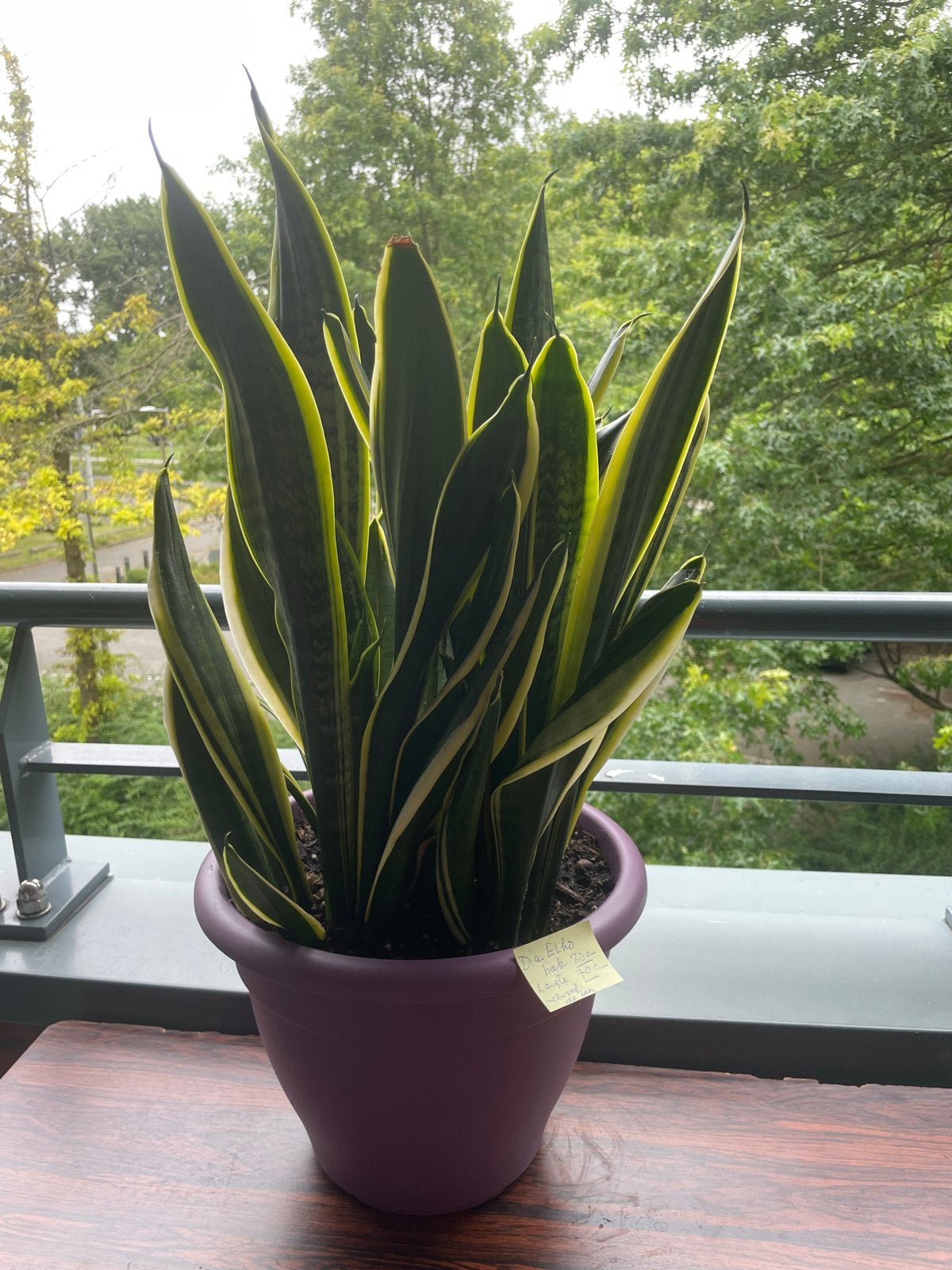 Prachtige Sansevieria in Elho pot,70cm hoog in biopotgrond, Ophalen, Overige soorten, Halfschaduw, In pot