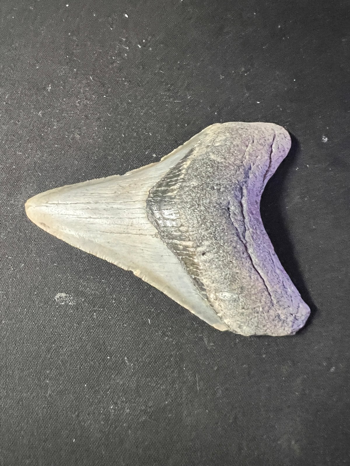 Megalodon tand - Otodus megalodon fossiel, Verzamelen, Mineralen en Fossielen, Ophalen of Verzenden, Fossiel
